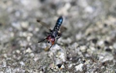 Elassogaster vanderwulpi