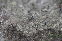 Elassogaster vanderwulpi