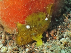 Nudiantennarius subteres