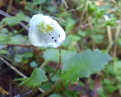 Jovellana repens