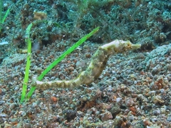 Acentronura breviperula