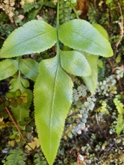 Asplenium lepidotum