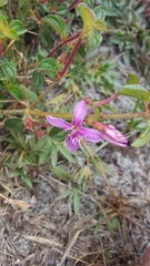 Melastomataceae