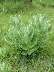 Asclepias notha