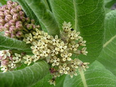 Asclepias notha