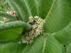 Asclepias notha