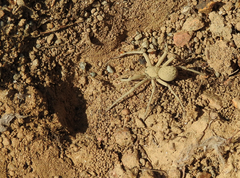 Sicarius thomisoides