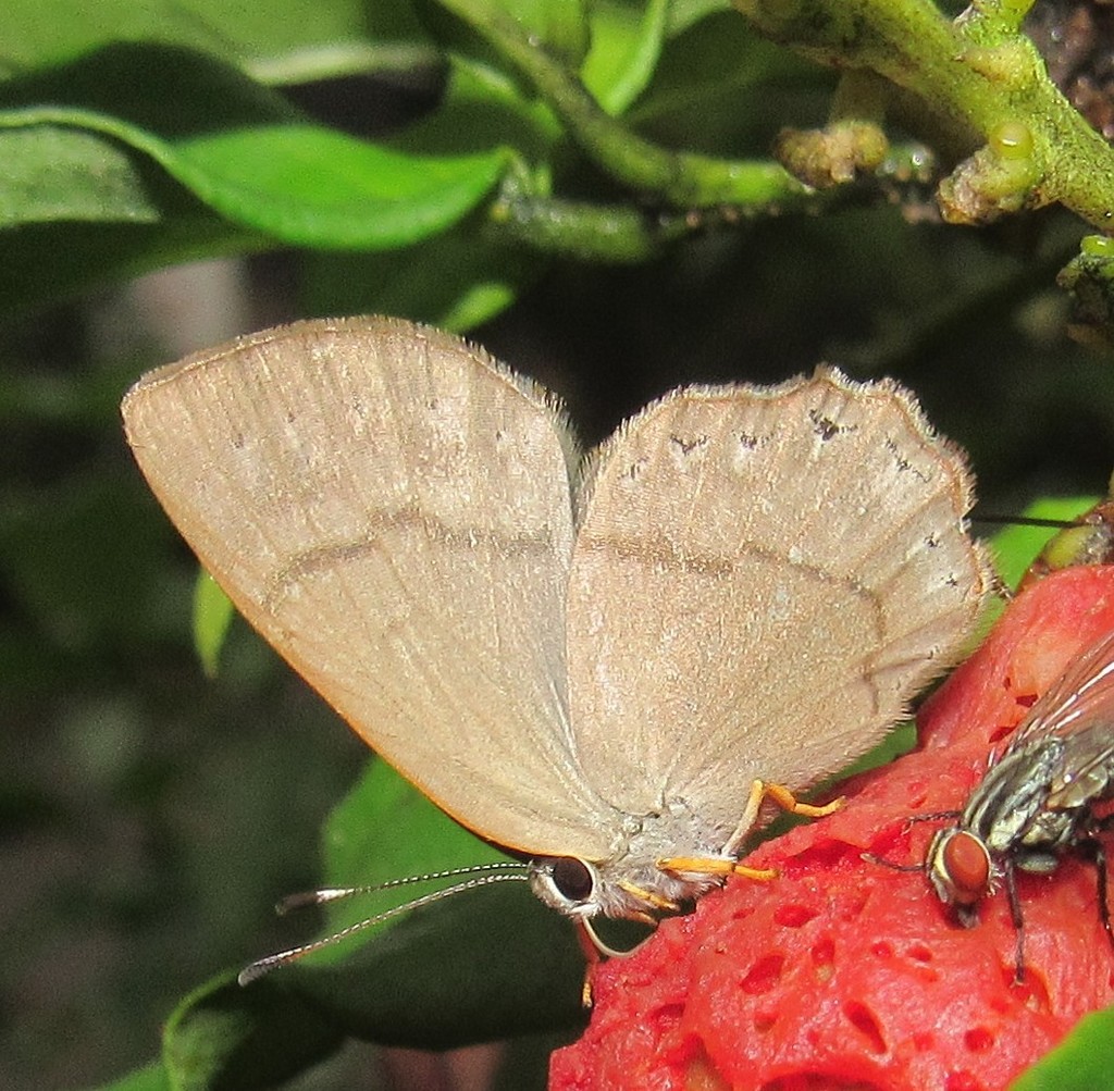 Euselasia euploea