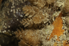 Bugulina turbinata
