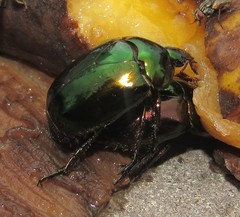 Lagochile emarginata