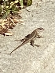 Sceloporus occidentalis