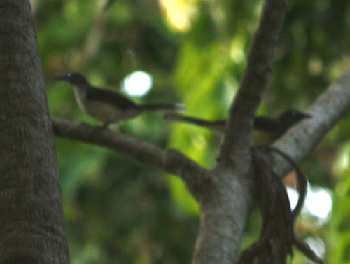 Swamp Palm Bulbul (Thescelocichla leucopleura), photo 8
