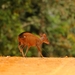 White-legged Duiker - Photo (c) Xavier Rufray, some rights reserved (CC BY-NC), uploaded by Xavier Rufray