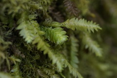 Cyathophorum bulbosum