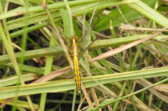 Erythrodiplax connata