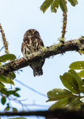 Glaucidium jardinii