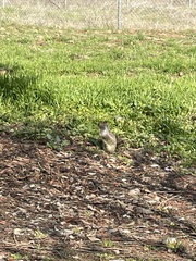 Otospermophilus beecheyi