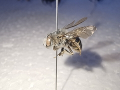 Anthophora marginata