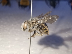 Anthophora marginata