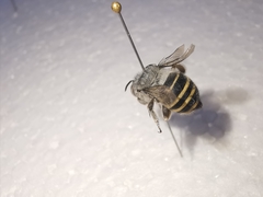 Anthophora marginata