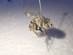 Anthophora marginata