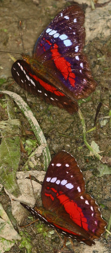 Anartia amathea image