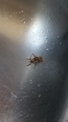 Gryllodes sigillatus