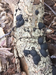 Annulohypoxylon annulatum