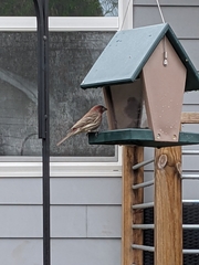 Haemorhous mexicanus