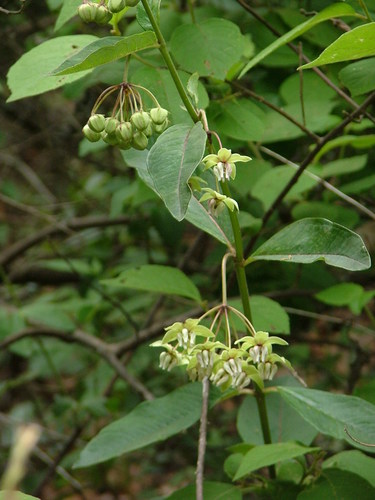 Image of Asclepias auriculata by (c) Leonardo O. Alvarado Cárdenas, some rights reserved (CC BY)