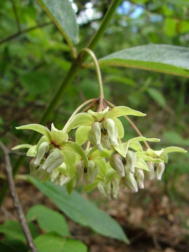 Image of Asclepias auriculata by (c) Leonardo O. Alvarado Cárdenas, some rights reserved (CC BY)