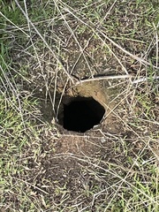 Otospermophilus beecheyi