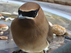 Bombycilla cedrorum