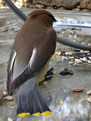 Bombycilla cedrorum