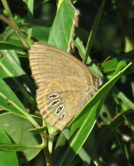 Neonympha areolatus