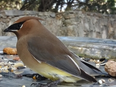 Bombycilla cedrorum