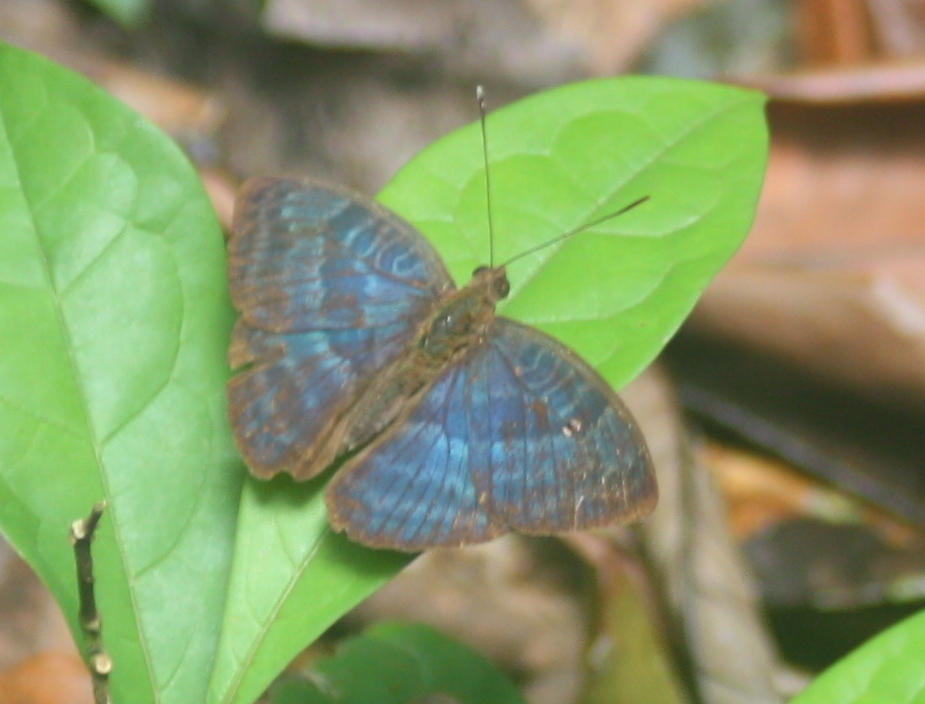 Veronica nymph