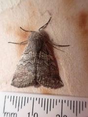 Declana griseata