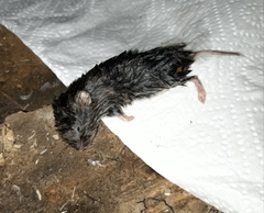 Microtus lusitanicus