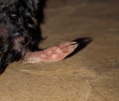 Microtus lusitanicus