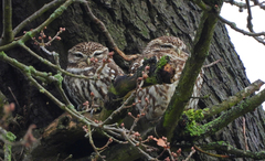 Athene noctua