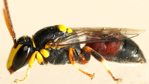Hylaeus dromedarius