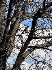 Aphelocoma californica