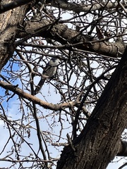 Aphelocoma californica