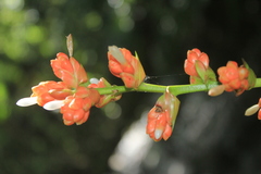 Guzmania acorifolia