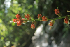 Guzmania acorifolia