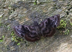 Ebrietas anacreon