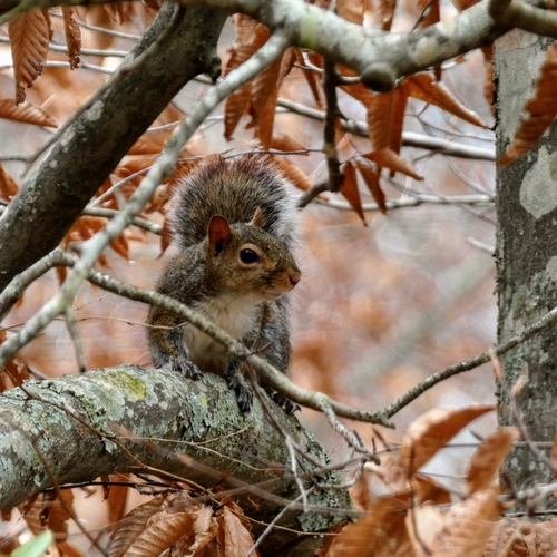 Eastern Gray Squirrel photographed in Alabama