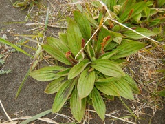 Plantago camtschatica