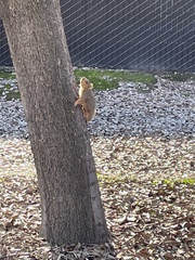Sciurus niger